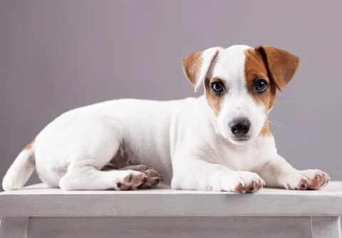 Dog studio shot Stock Photos