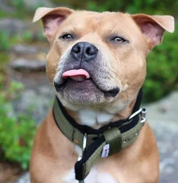 Dog stuff Stock Photos