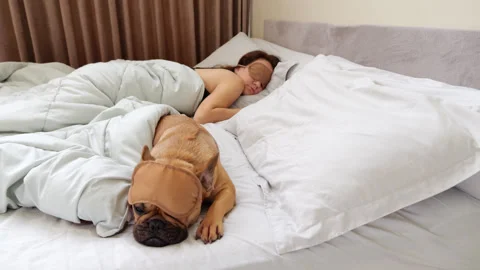 Dog suddenly wake up after lying with owner woman in bed, late morning time Stock Footage 313329875