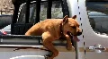 Dog suffering the hot weather HD Footage