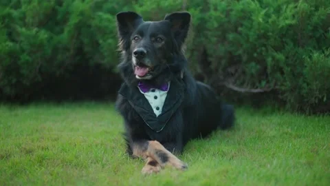 A dog in a suit with a bow tie lay on the green grass then walks away Stock Footage