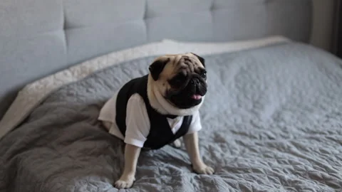 Dog in a suit sitting on the bed Stock Footage 142584401