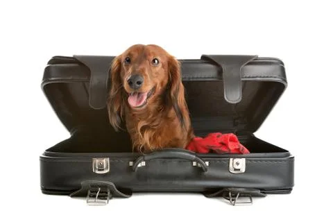 Dog in suitcase Stock Photos