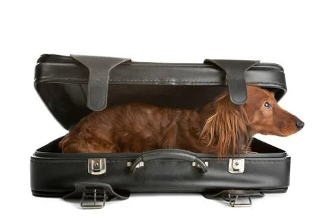 Dog in suitcase Stock Photos