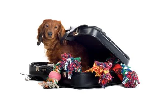 Dog in suitcase Stock Photos