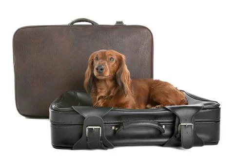 Dog on suitcase Stock Photos