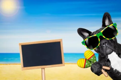 Dog summer beach 스톡 사진