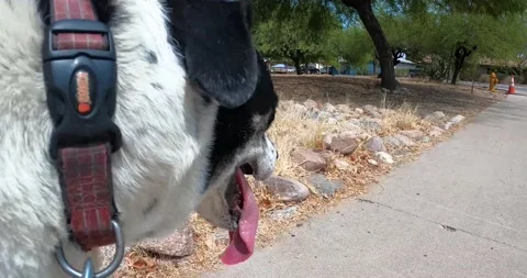 Dog in the Summer Stock Footage 141172904