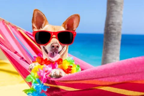 Dog summer hammock Photos