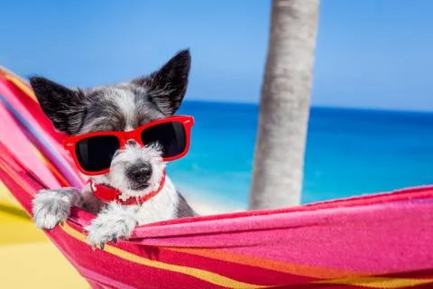 Dog summer hammock Stock Photos
