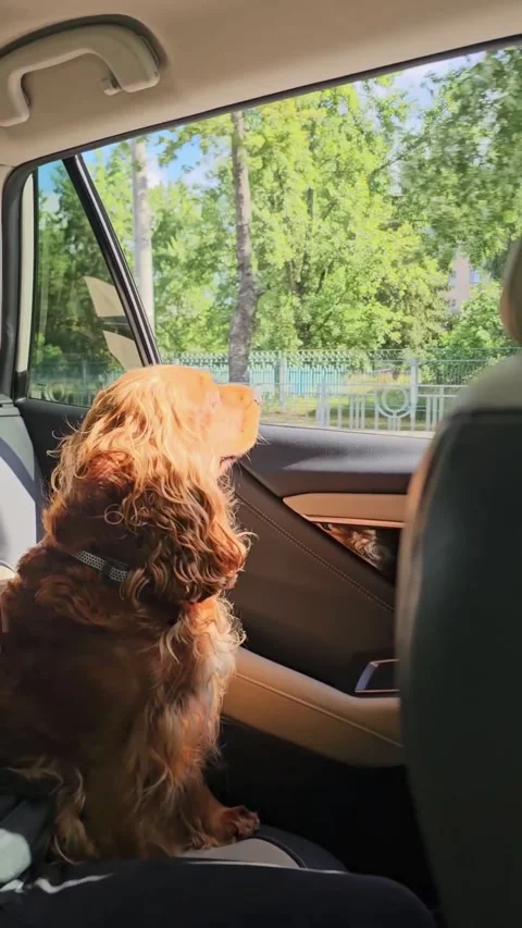 A dog in the sun looks out the window in the back seat of a car, traveling .. Video stock 330910563