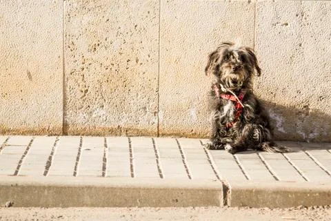 Dog at the sun Stock Photos