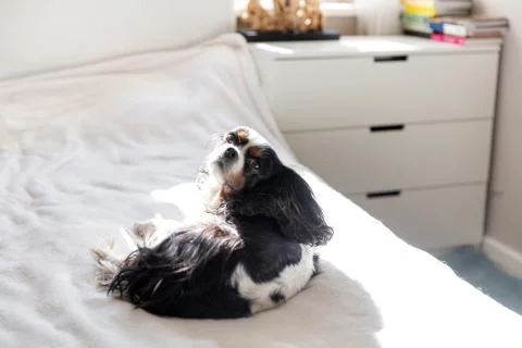 Dog in the sun Stock Photos