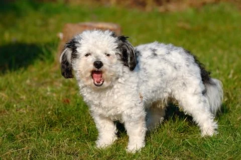 Dog in the sun Stock Photos