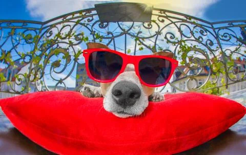 Dog sunbathing on balcony Photos