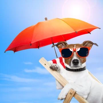 Dog sunbathing Illustration