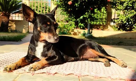 Dog sunbathing Foto stock