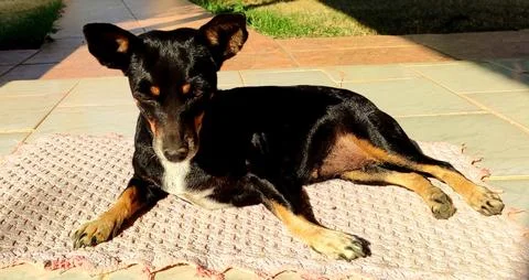 Dog sunbathing Foto stock