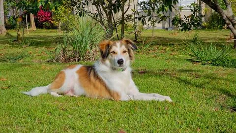 Dog sunbathing Foto stock