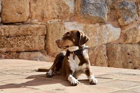 Dog sunbathing stone Stock Photos