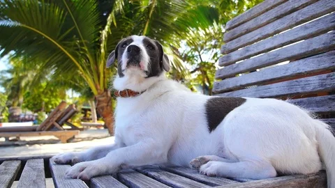 Dog Sunbathing on Sunbed on Beach Vídeos de archivo 71146863