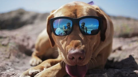 Dog with sunglass Stock Footage 31331660