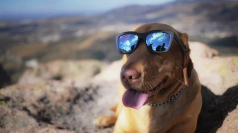 Dog with sunglasses Stock Footage 34336285