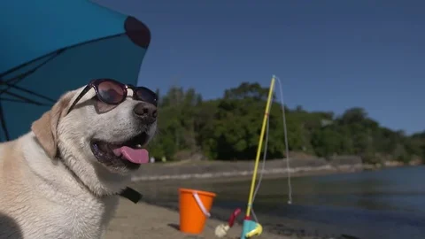 Dog with sunglasses on Stock Footage 70338385