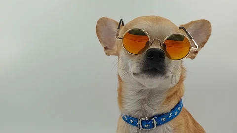 Dog In Sunglasses on isolated white Stock Footage 156797810
