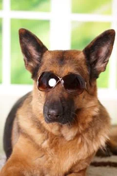 Dog with sunglasses Stock Photos