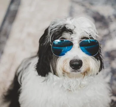 Dog with sunglasses Stock Photos