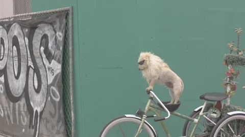 Dog with sunglasses riding on a bike Stock Footage
