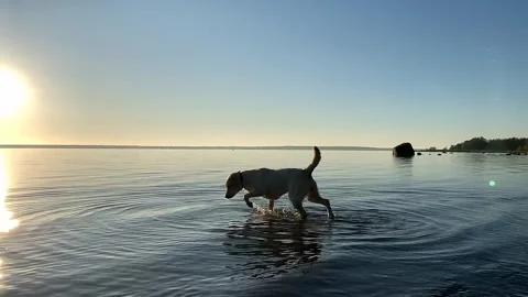 Dog in Sunrise Lake Stock Footage 313656772