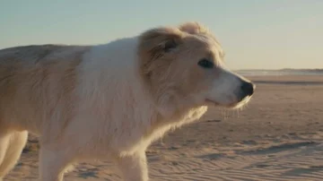 Dog at sunset on beach Video stock 85861235
