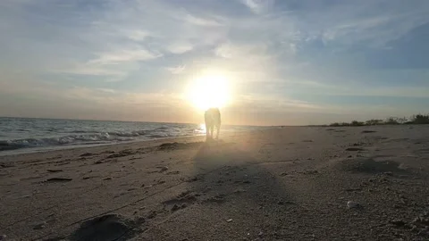 Dog sunset beach Vídeos de archivo 219239624