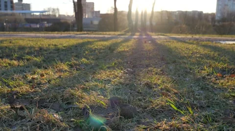 Dog at Sunset. Blurred Background Vídeos de archivo 58697021