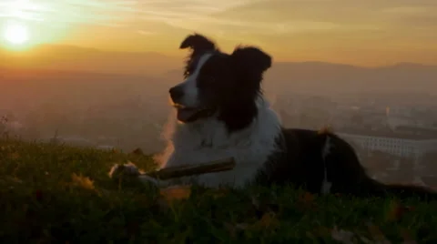 A dog in sunset Stock Footage 57177766
