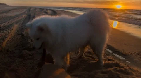 Dog at Sunset Stock Footage 67463595