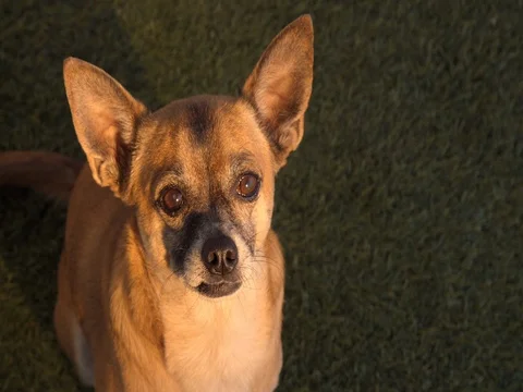 Dog at sunset Stock Footage 80248326