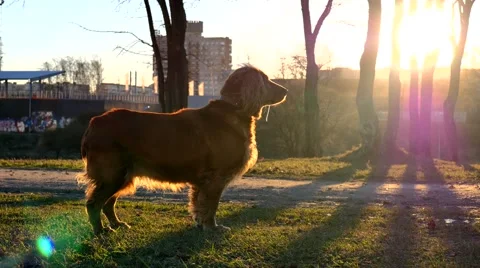 Dog at Sunset. Long Shadows of Trees 스톡 동영상 58697052