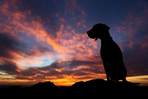 Dog in the sunset Stock Photos