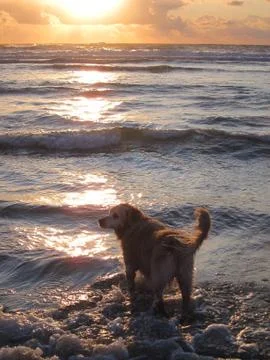 Dog sunset 库存照片