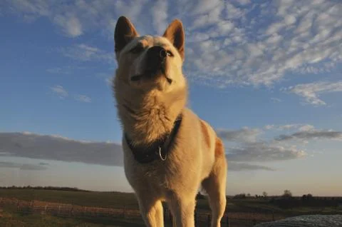 Dog Sunset Foto stock