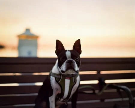 Dog at Sunset Stock Photos