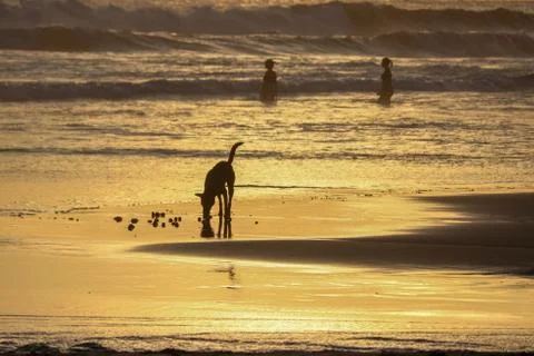 Dog at sunset time at echo beach in Canggu Bali indonesia Stock Photos