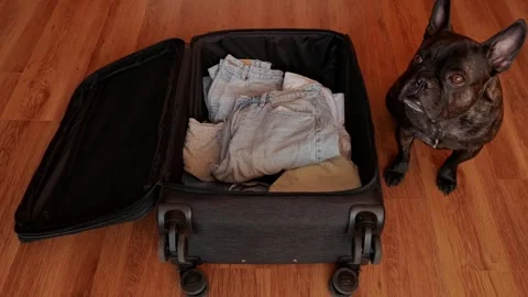 A dog supervises the vacation packing in the suitcase. Stock Footage 306936552