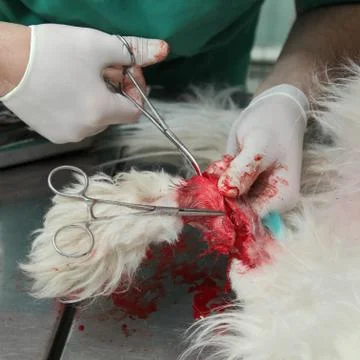 Dog surgery Stock Photos