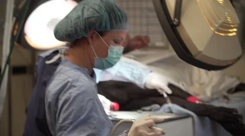 Dog surgery prep Stock Footage 50723328