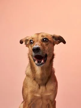 Dog with a surprised expression Stock Photos