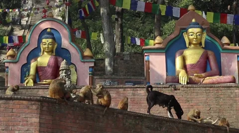 Dog surrounded by monkeys and statues of the Buddha Stock Footage 59181912